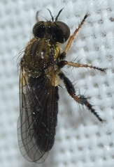 Holopogon flavotibialis
