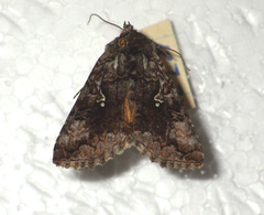 Syngrapha interrogationis