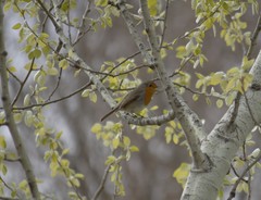 Erithacus rubecula
