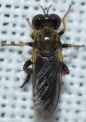 Holopogon flavotibialis