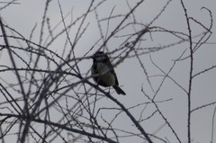 Parus major