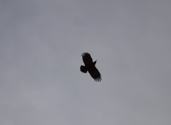 Pyrrhocorax pyrrhocorax
