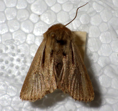 Mythimna anderreggii