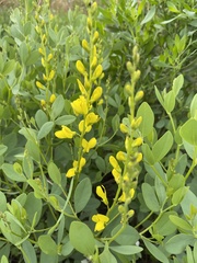 Baptisia sphaerocarpa