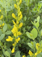 Baptisia sphaerocarpa