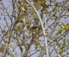Passer hispaniolensis