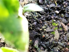 Parasitiformes