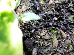 Parasitiformes