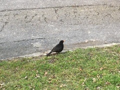 Turdus merula