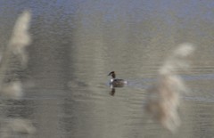 Podiceps cristatus