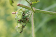 Aphis umbrella