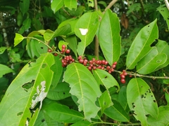 Lacistema aggregatum