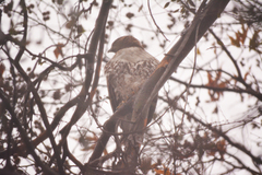 Buteo jamaicensis