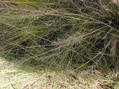 Pogonarthria squarrosa