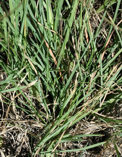 Windmill Grass (Plants of John Martin Reservoir State Park) · iNaturalist