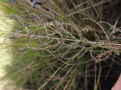 Pogonarthria squarrosa