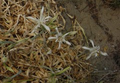 Pancratium maritimum
