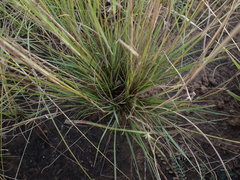 Pogonarthria squarrosa