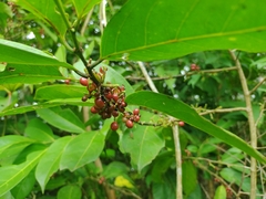 Lacistema aggregatum