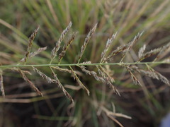 Pogonarthria squarrosa