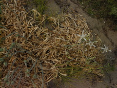 Pancratium maritimum