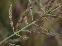 Pogonarthria squarrosa