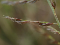 Pogonarthria squarrosa