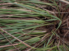 Pogonarthria squarrosa