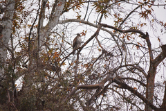 Buteo jamaicensis