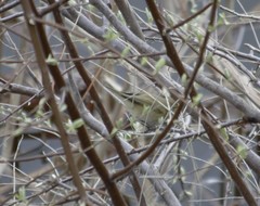 Phylloscopus collybita
