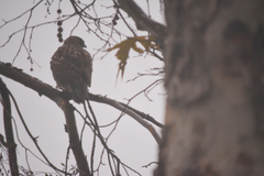 Buteo jamaicensis