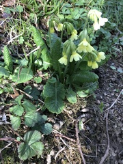 Primula elatior