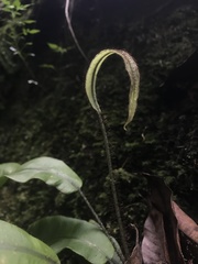Elaphoglossum