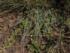 Helichrysum caespititium