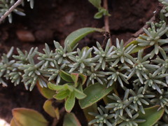 Helichrysum caespititium