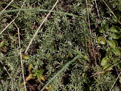 Helichrysum caespititium