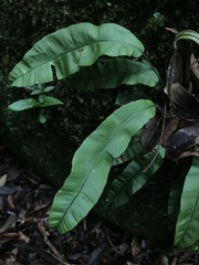 Elaphoglossum
