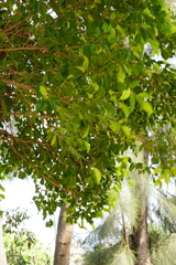Ficus microcarpa