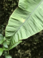 Elaphoglossum