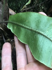 Elaphoglossum