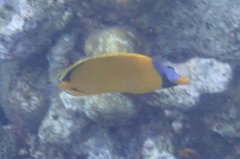 Chaetodon semeion