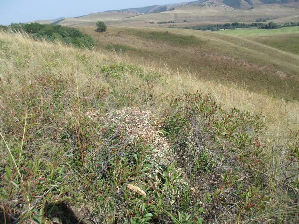 Steppe Pika