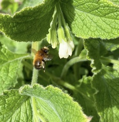 Anthophora plumipes