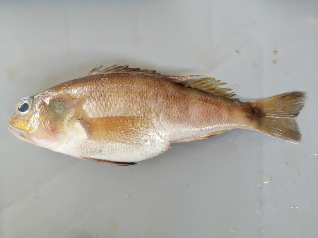 Highfin sand perch (Diplectrum labarum) — Serranidae