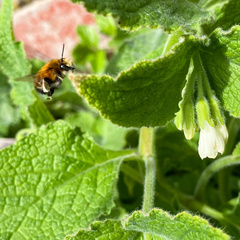 Anthophora plumipes