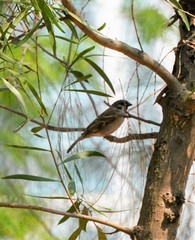 Passer montanus