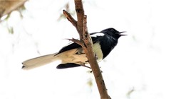 Copsychus saularis