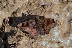 Nisoniades rubescens