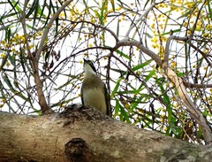 Pycnonotus sinensis