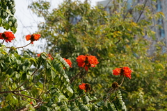 Spathodea campanulata